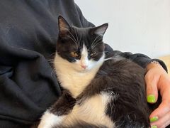 -有喵·猫咖·狗咖·30几只猫10只小狗(岗厦店)