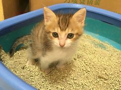 -瑞鹏宠物医院·骨科·猫科·内科(第一中心)