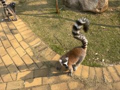 -灵玲国际马戏城
