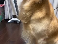 -顺强宠物诊所·狂犬免疫·夜诊·骨科(嘉定店)