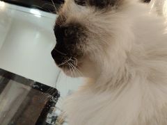 -共舞时光猫咖·狗咖(新街口店)