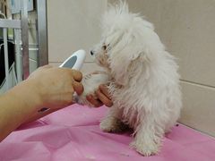 -北京观赏动物医院·24小时大型综合·猫专科·异宠专科