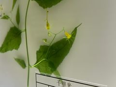 -广东中医药博物馆