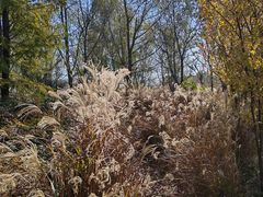 -昆山城市生态森林公园