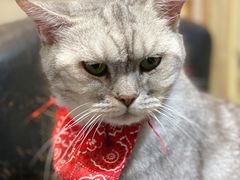 -猫色咖啡·猫咖