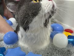 -车接车送·寄养洗护·德文猫舍(大宁店)