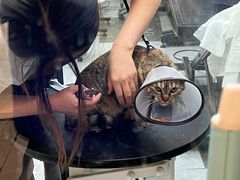 -PETKIT 小佩宠物·低压洗护·美容·寄养(安远店)