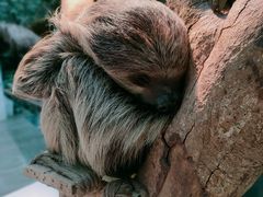 -正佳雨林生态植物园