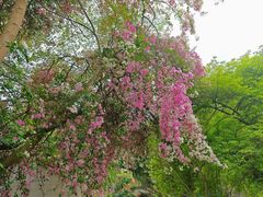 -深圳国际园林花卉博览园