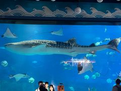 -烟台海昌鲸鲨海洋公园