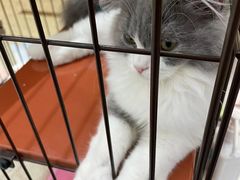 -1013 PET SHOP精品宠物商店(丁香店)