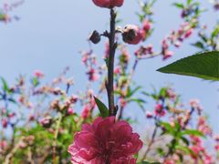 -桃花涧