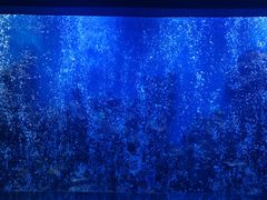 -石家庄海洋公园
