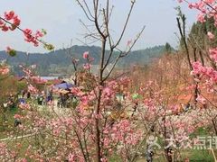 -绵阳盛世樱花悠乐谷