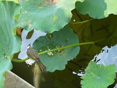 -上海醉白池公园