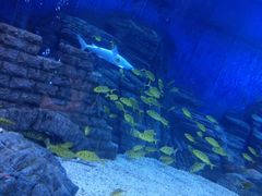 -烟台海昌鲸鲨海洋公园