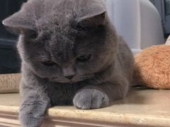 -灵美宠物诊所