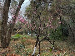 -九华山公园