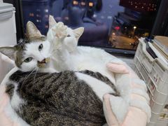 -艾吉宠物医院·疑难杂症转诊中心·猫友好(碧江路院)