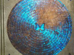 -上海昆虫博物馆