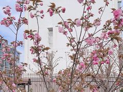 -高东镇樱花园