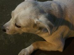 -符淼淼火锅(宽窄巷子店)