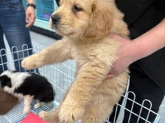 -贝康宠物医院·犬猫全科·小动物特色诊疗中心(东环路店)