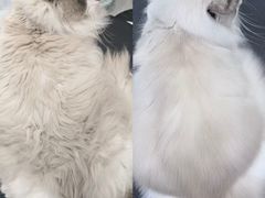 -八公叔叔宠物美容连锁(春申店)