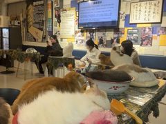 -平行世界·猫咖(首经贸店)