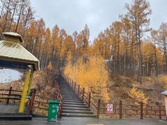 -莫尔道嘎国家森林公园