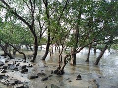 -宝安西湾红树林湿地公园