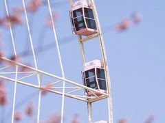 -顾村公园
