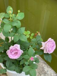 -安琪朵朵独栋花园月子中心