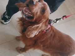 -艾贝尔宠物医院·狂犬免疫点(江山金象城店)