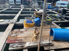 -蓝湾碧波·老字号·疍家非遗海上餐厅