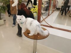 -共舞时光猫咖·狗咖(新街口店)