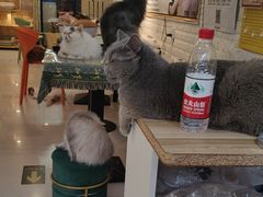 -平行世界·猫咖(首经贸店)