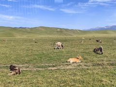 -新疆那拉提国家旅游度假区