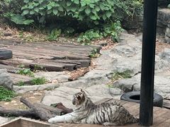 -广州长隆国际大马戏