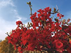 -两河城市森林公园