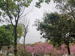 -天适樱花悠乐园