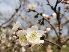 -樱桃山旅游景区