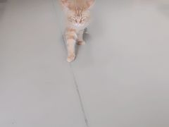 -藏猫猫咖啡主题馆(中央大道店)