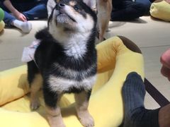 -逗柴咖啡屋·狗咖猫咖宠物桌游
