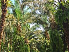 -广东茂名森林公园