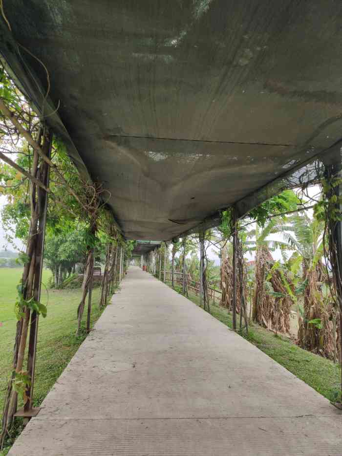 拾贰季生态岛-"雨中赏玫瑰,是什么感觉?当然是,另一个快.