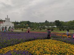 -杭州湾海上花田景区