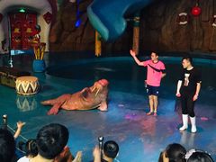 -烟台海昌鲸鲨海洋公园