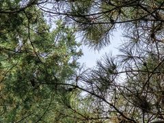 -北京西山国家森林公园