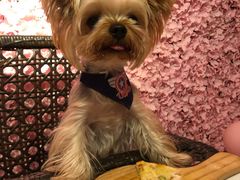 -百好乐宠物友好餐厅(朝外大街店)